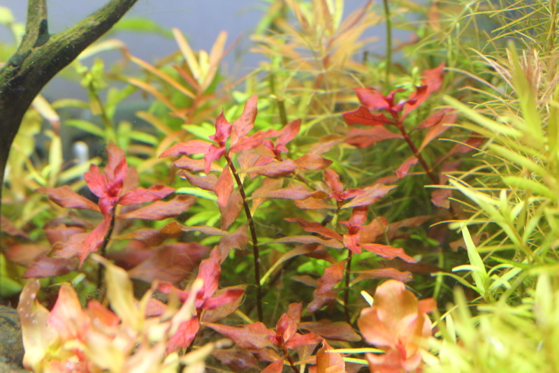 植栽から70日目　ルドウィジアsp．スーパーレッド